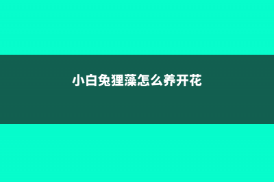 小白兔狸藻怎么养 (小白兔狸藻怎么养开花)