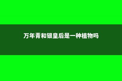 万年青和银皇后的区别 (万年青和银皇后是一种植物吗)