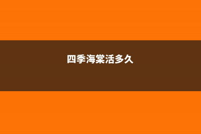 四季海棠休眠期的护理方法大全！ (四季海棠活多久)