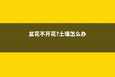 盆花不开花？土壤肥料很重要！ (盆花不开花?土壤怎么办)