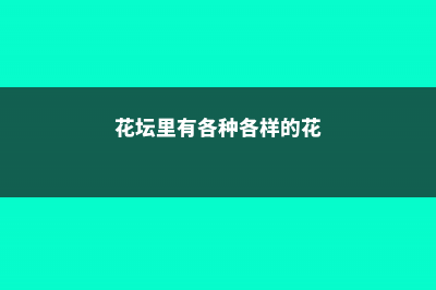 花坛种上这两种植物，一年到头喜气洋洋！ (花坛里有各种各样的花)