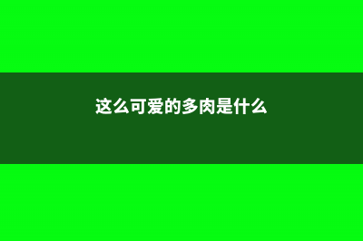 这么可爱的多肉！你居然养这么丑！ (这么可爱的多肉是什么)