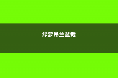 不只绿萝吊兰可以吊着养！这10种多肉吊起来简直美爆了！ (绿萝吊兰盆栽)