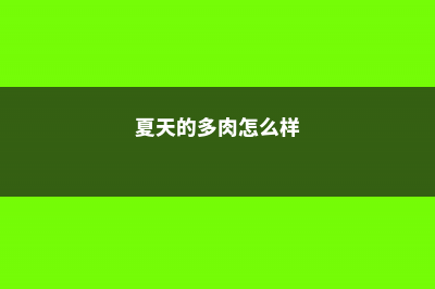 他的多肉一夏天没死，护盆草真的这么有用？ (夏天的多肉怎么样)