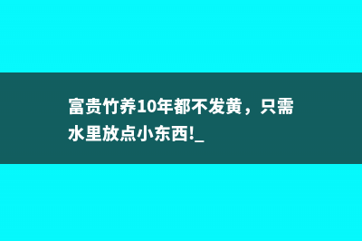 富贵竹养10年都不发黄，只需水里放点小东西! 