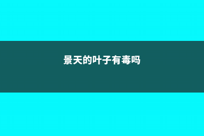 金叶景天的养护方法 (景天的叶子有毒吗)