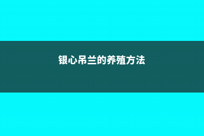 银心吊兰的养殖方法和注意事项 (银心吊兰的养殖方法)