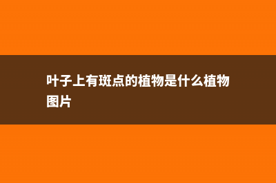 叶子斑斑点点的，赶紧治，否则花全部死 (叶子上有斑点的植物是什么植物图片)