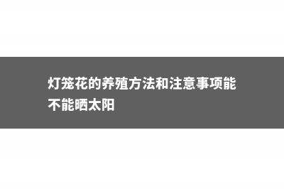 灯笼花的养殖方法 (灯笼花的养殖方法和注意事项能不能晒太阳)