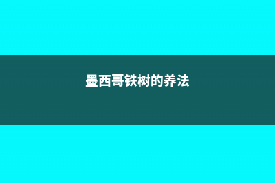 墨西哥铁树的养殖方法 (墨西哥铁树的养法)