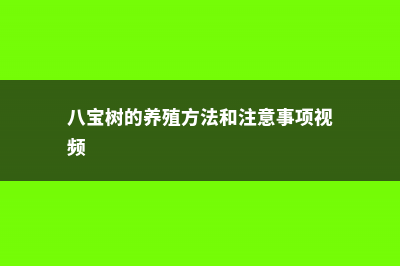 八宝树的养殖方法和注意事项 (八宝树的养殖方法和注意事项视频)