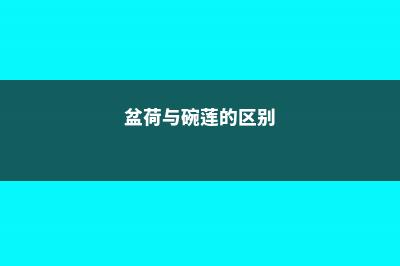 盆荷和碗莲的区别 (盆荷与碗莲的区别)