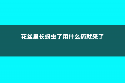 盆栽花卉长蚜虫了怎么办 (花盆里长蚜虫了用什么药就来了)