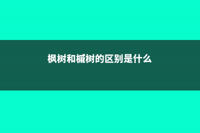 枫树和槭树的区别 (枫树和槭树的区别是什么)