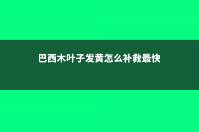 巴西木叶子发黄怎么办 (巴西木叶子发黄怎么补救最快)