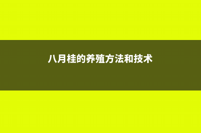 八月桂的养殖方法和注意事项 – (八月桂的养殖方法和技术)