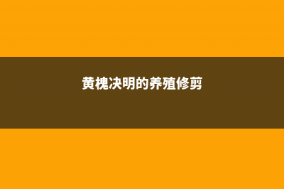 盆栽黄槐决明怎么养护 (黄槐决明的养殖修剪)