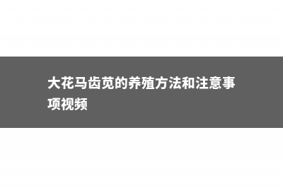 大花马齿苋的养殖方法 – (大花马齿苋的养殖方法和注意事项视频)