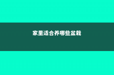 家里养上这几盆花,日子过的顺风顺水 (家里适合养哪些盆栽)