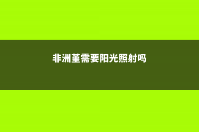 非洲堇需要阳光吗 (非洲堇需要阳光照射吗)