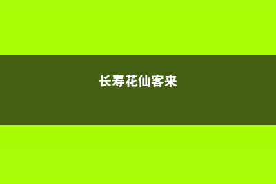 长寿花仙客来,夏天别随便浇水,一不小心就死了 (长寿花仙客来)