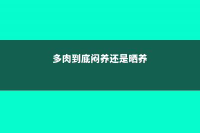 多肉到底闷养还是通风 (多肉到底闷养还是晒养)