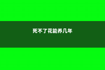 死不了花怎么养 (死不了花能养几年)