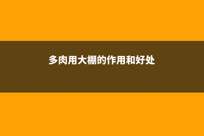 一进多肉大棚,就买买买的毛病,你啥时候能改 (多肉用大棚的作用和好处)