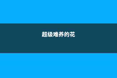 茉莉栀子不开花?几个小动作,保你的花开爆盆 (茉莉栀子不开花什么原因)