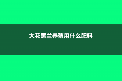 大花蕙兰养殖用什么土 (大花蕙兰养殖用什么肥料)