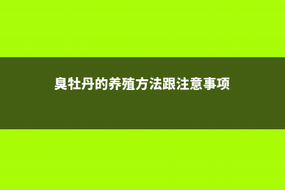 臭牡丹的养殖方法和注意事项 (臭牡丹的养殖方法跟注意事项)