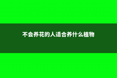 不会养花的人,给你推荐这8种,养死了怪我 (不会养花的人适合养什么植物)