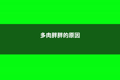 这些多肉都胖成个球,10万个人里才养出这么一个 (多肉胖胖的原因)