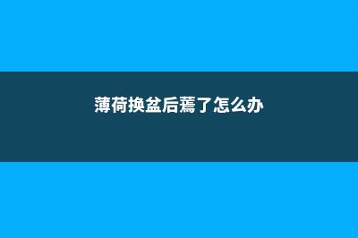 薄荷上盆的时候要选择深盆还是浅盆 (薄荷换盆后蔫了怎么办)