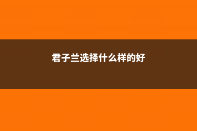 养殖君子兰选择什么土壤 (君子兰选择什么样的好)