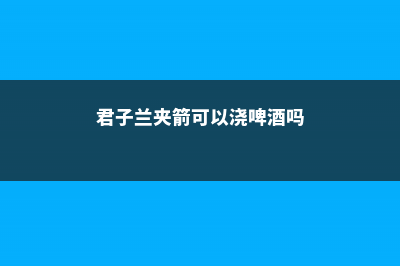 君子兰夹箭可以开花吗 (君子兰夹箭可以浇啤酒吗)