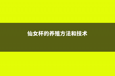 仙女杯的养殖方法和注意事项 (仙女杯的养殖方法和技术)