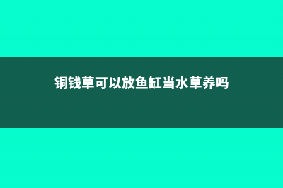 铜钱草可以放鱼缸里吗 (铜钱草可以放鱼缸当水草养吗)