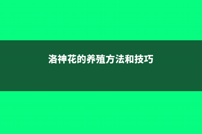 洛神花的养殖方法和注意事项 (洛神花的养殖方法和技巧)