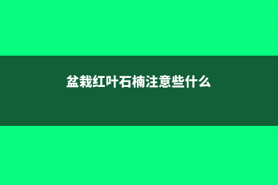 盆栽红叶石楠注意事项 (盆栽红叶石楠注意些什么)