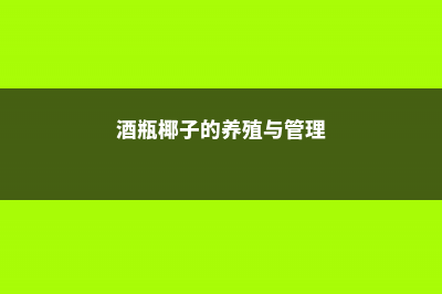 酒瓶椰子的养殖方法和注意事项 (酒瓶椰子的养殖与管理)