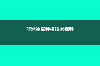 非洲冰草的养殖方法和注意事项 (非洲冰草种植技术视频)