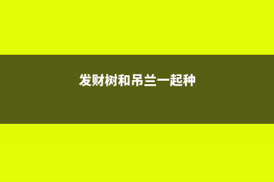 吊兰文竹发财树,夏天就得这么养，否则 (发财树和吊兰一起种)