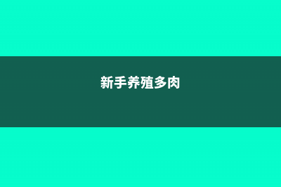 新手养殖多肉,可以养殖这5种 (新手养殖多肉)