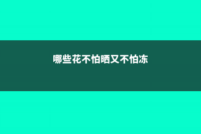 这10种花不怕晒，越晒长花开得越旺！ (哪些花不怕晒又不怕冻)