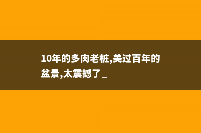 10年的多肉老桩,美过百年的盆景,太震撼了 