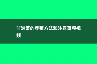 非洲堇的养殖方法和注意事项 (非洲堇的养殖方法和注意事项视频)