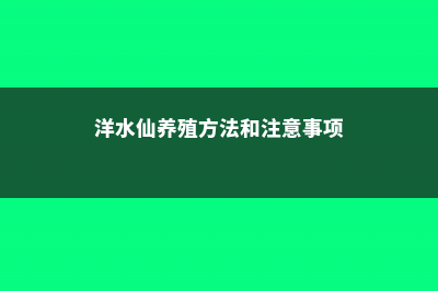 洋水仙的养殖方法和注意事项 (洋水仙养殖方法和注意事项)