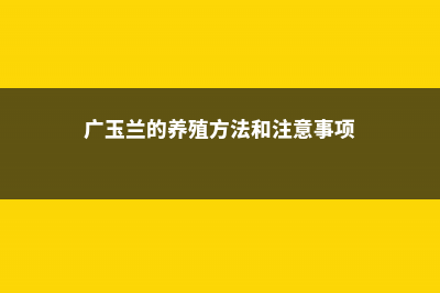 广玉兰的养殖方法和注意事项 (广玉兰的养殖方法和注意事项)