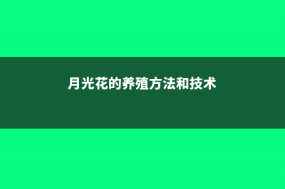 月光花的养殖方法和注意事项 (月光花的养殖方法和技术)